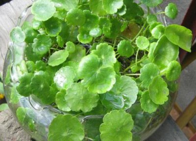 铜钱草每天浇水吗 铜钱草需要每天浇水吗