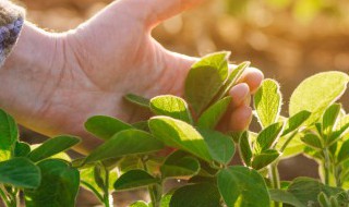 甘薯应多施什么肥 甘薯施肥方法和注意事项