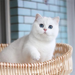 银渐层性格特点如何 银渐层超级惹人喜爱但也要注意这些