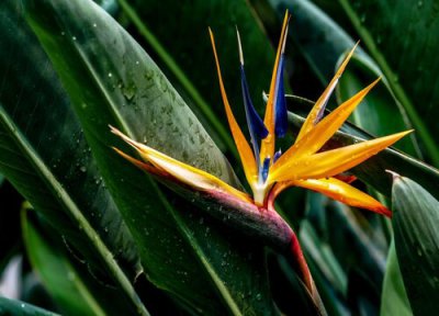 鹤望兰寓意与风水禁忌 鹤望兰养在家里风水吉利吗