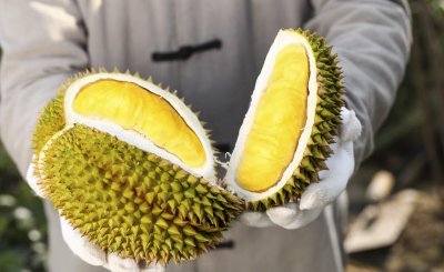 榴莲哪里产的最好吃 这4个地方的榴莲好吃又营养