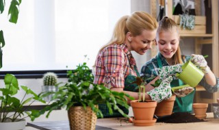 冬天盆栽怎么养 冬天盆栽如何养