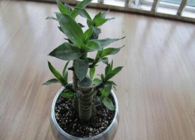 富贵竹可以放在卧室里吗 富贵竹放房间什么位置旺财风水好