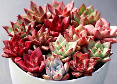 天冷多肉植物颜色变化的原因 冬天多肉颜色越来越好看