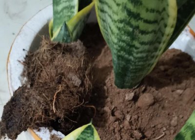 虎皮兰怎样扦插? 虎皮兰如何正确扦插