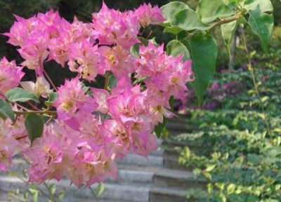 三角梅的施肥方法 三角梅怎么施肥起到非常不错的生长作用