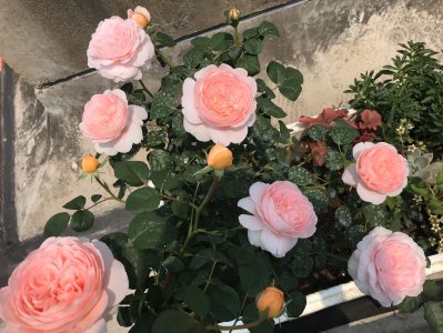 灌木瑞典女王月季优缺点 瑞典女王月季一年开几次花期