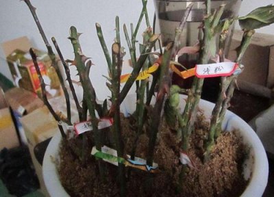 嘉宝果扦插生根时间 嘉宝果扦插多久生根