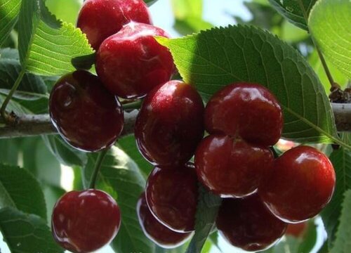 催熟和自然熟水果有什么区别