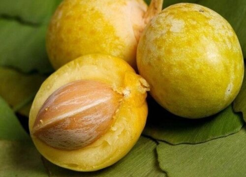 银杏外面的果肉有什么用