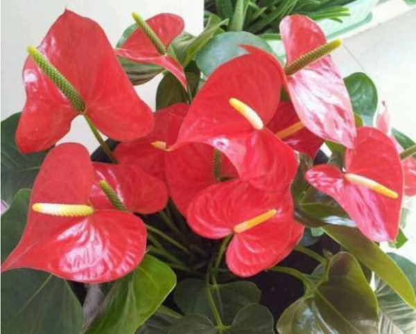 什么花适合家里养花期又长