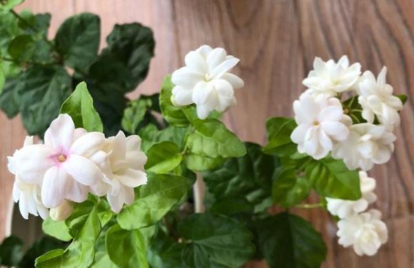 什么花适合家里养花期又长