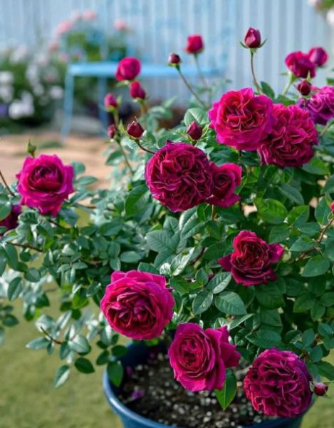 什么花适合家里养花期又长