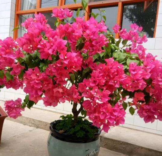 什么花适合家里养花期又长