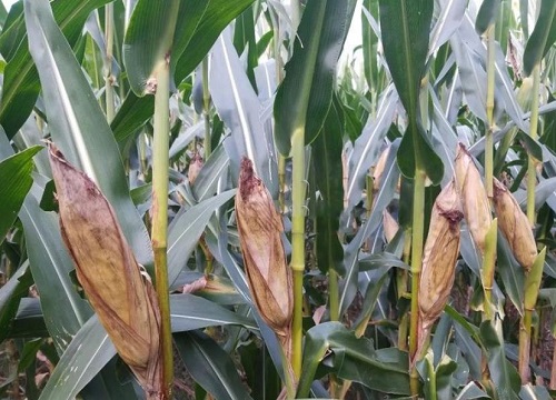 明天695玉米种子简介