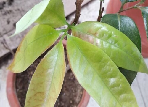 龙眼树黄叶是什么原因