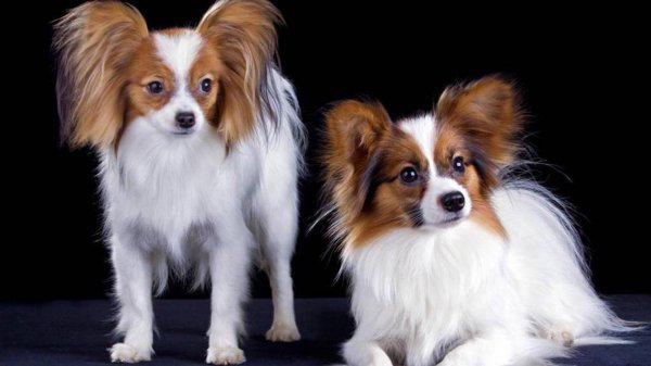 十大适合家养的大型犬