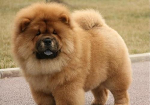 十大适合家养的大型犬