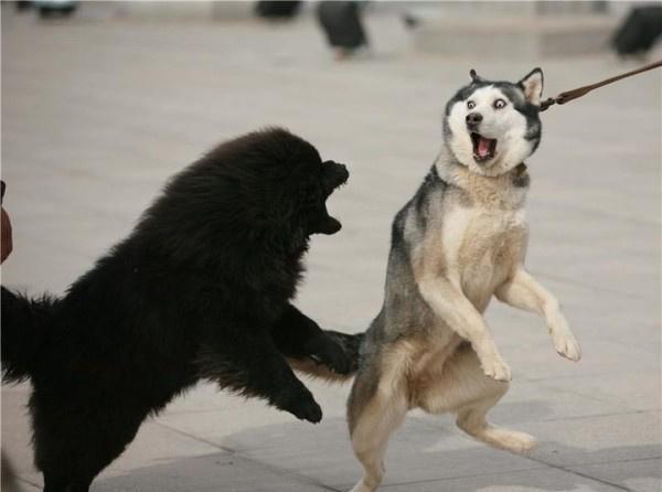 十大适合家养的大型犬