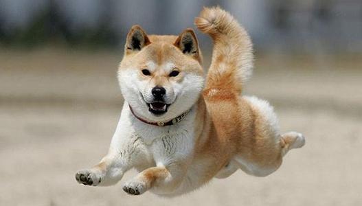 十大适合家养的大型犬