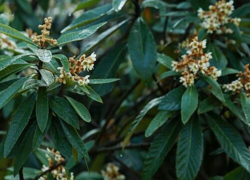 枇杷树什么时候开花