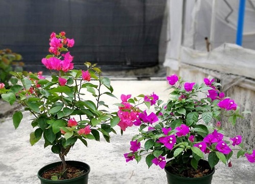 野杜鹃什么时候开花