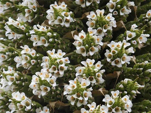 秘鲁人口和面积是多少