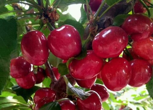 樱桃树适合几月份种植