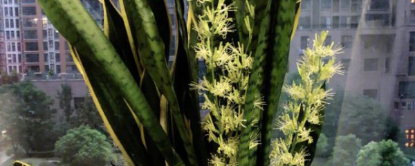 虎皮兰可以放在客厅吗