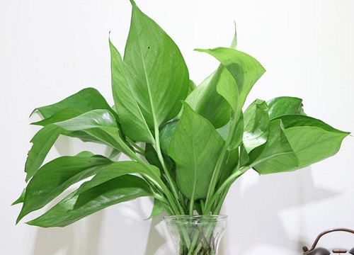 水培绿萝营养液怎么用