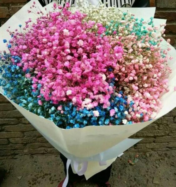 满天星的寓意和象征意义是什