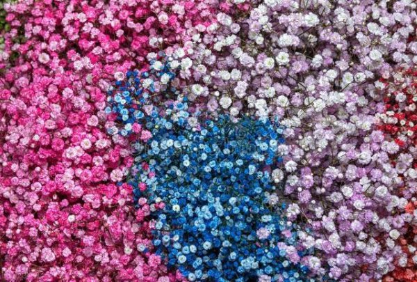 满天星的寓意和象征意义是什