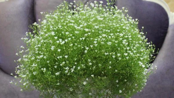 满天星的寓意和象征意义是什