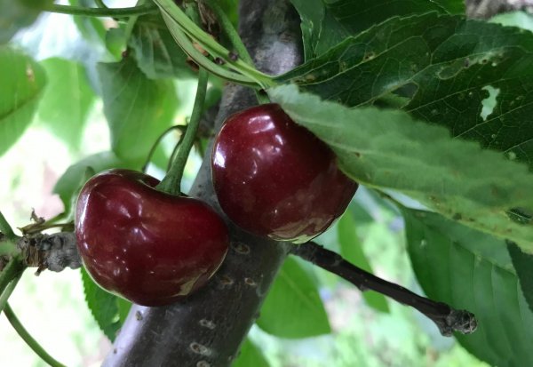 车厘子如何保存时间长久