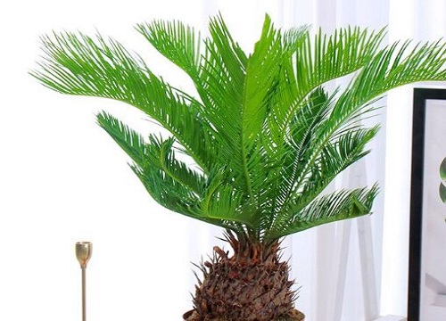 十大镇宅辟邪的花卉有哪些