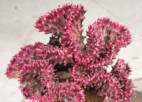 十大镇宅辟邪的花卉有哪些