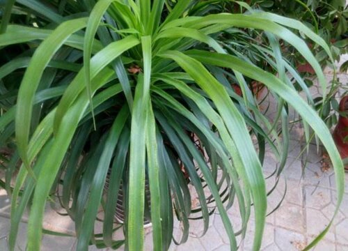 十大镇宅辟邪的花卉有哪些