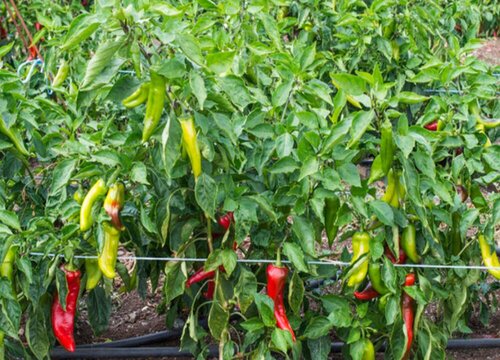 辣椒只长叶子不开花