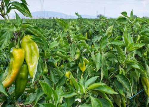 辣椒只长叶子不开花