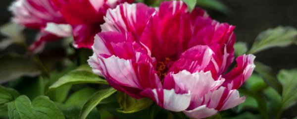 冬天室内怎样养好牡丹