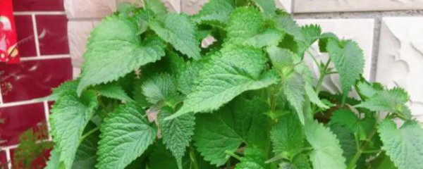 藿香叶泡水喝的功效是什么呢