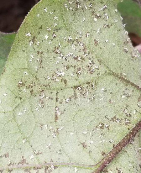 白粉虱最怕什么药