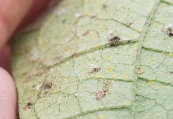 白粉虱最怕什么药