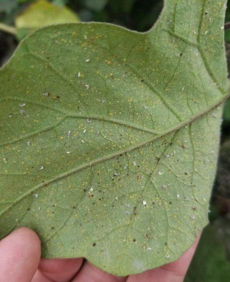 白粉虱最怕什么药