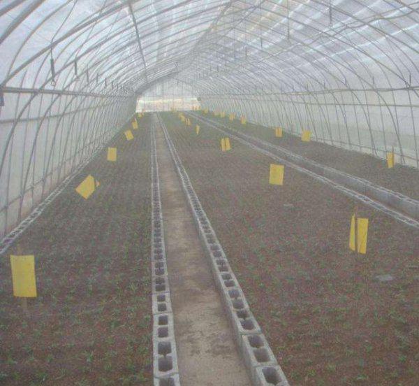 白粉虱最怕什么药