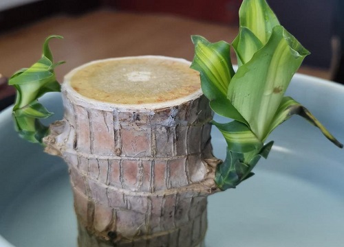 巴西木花语和寓意