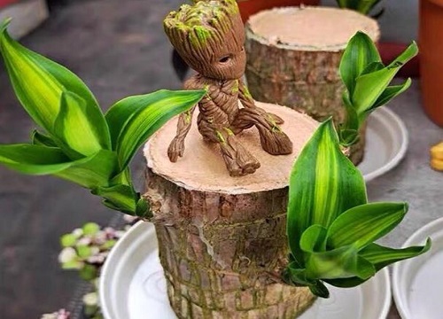 巴西木花语和寓意