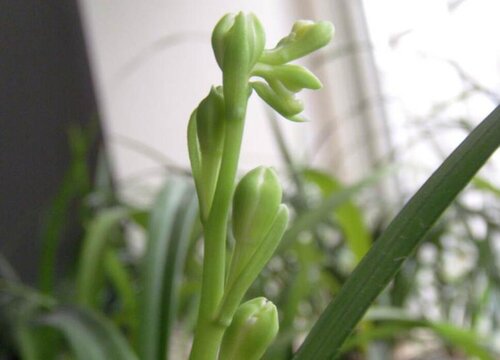 日常养护兰花如何防烂根防黄叶