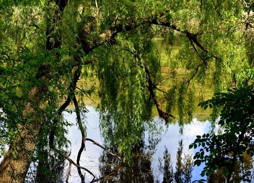 柳树什么季节开花