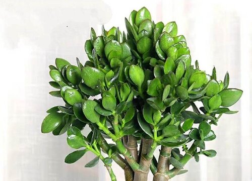 玉树几天浇一次水比较好